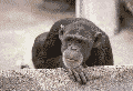 mono.gif (34779 bytes)